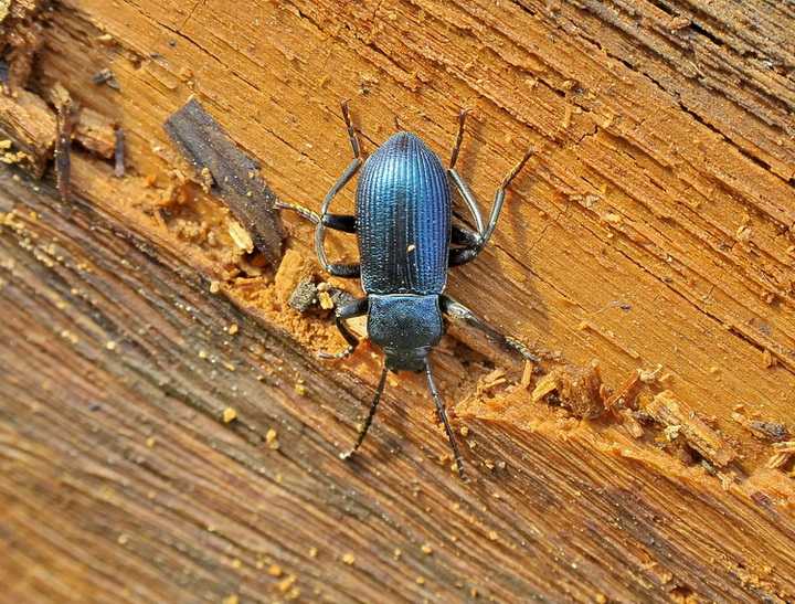 Un insetto blu metallizzato: Helops